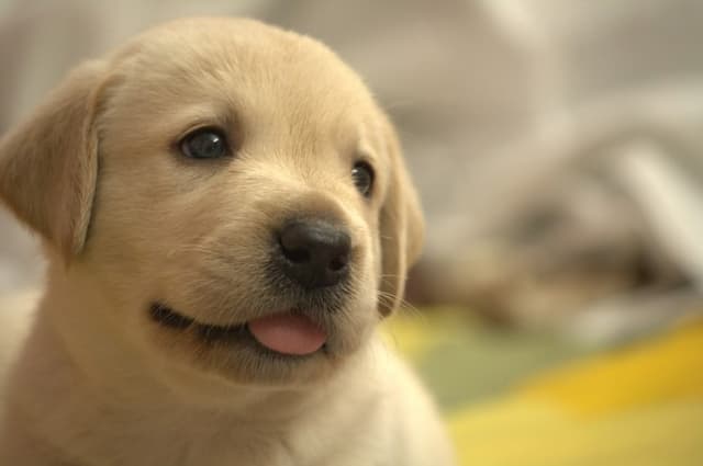 ポチ太 子犬の顔,惹きつけられる顔